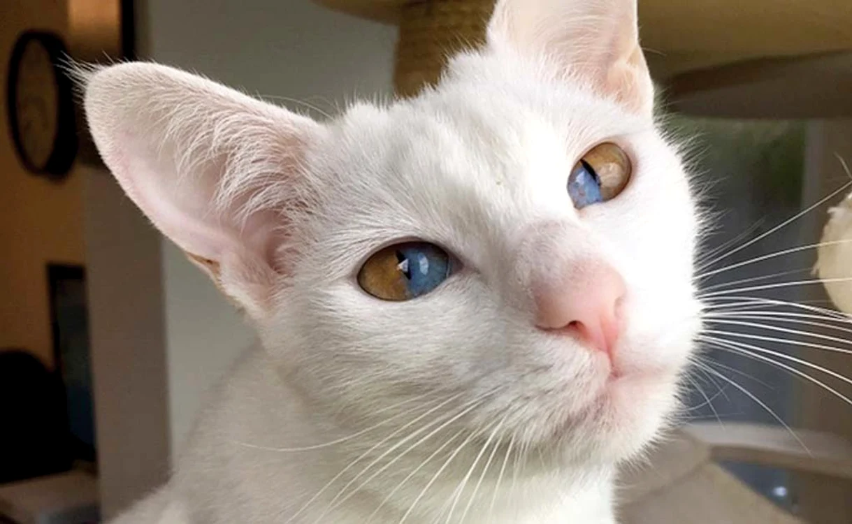 
    Miau, șoriceii se pierd în ochii mei atunci când mă uit după ei!Foto: Profimedia  