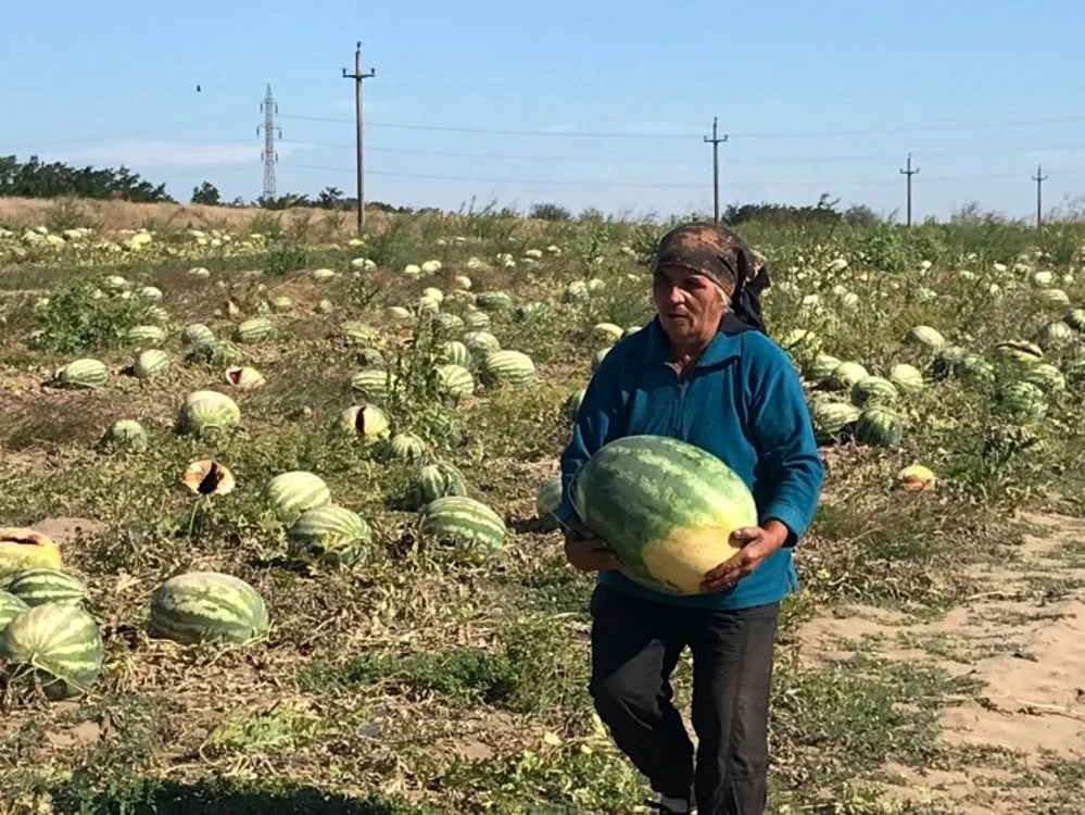 Tomiţa Ştefănel din Dăbuleni a rămas cu aproape 140 de tone de pepeni pe câmp FOTO / Ana Popescu