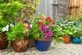 flori de exterior, foto shutterstock jpg