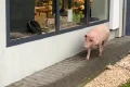 porc webp