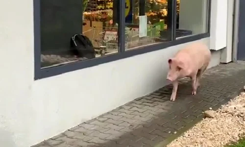 porc webp
