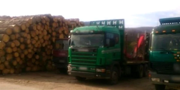 mafia lemnului Arges