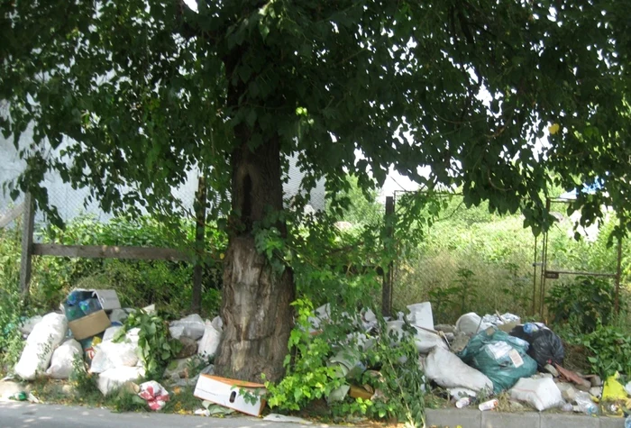 Ultimatumul Poliţiei Locale Timişoara are o lună