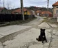 Satul Muncelu Mic din Hunedoara Foto Daniel Guță ADEVĂRUL (39) jpg