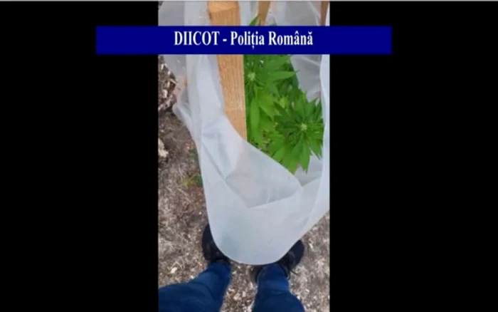 Una din plantele de canabis descoperite de poliţişti Foto: DIICOT