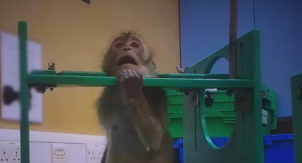 Imagini greu de privit filmate într-un centru de teste pe animale. Un fost angajat mărturisește că încă e „bântuit” de țipete: „Ni se spune că facem ceva pozitiv pentru lume”