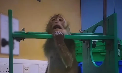 animale laborator foto captura video Animals Australia jpg