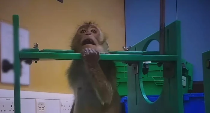 FOTO: captură video/Animals Australia