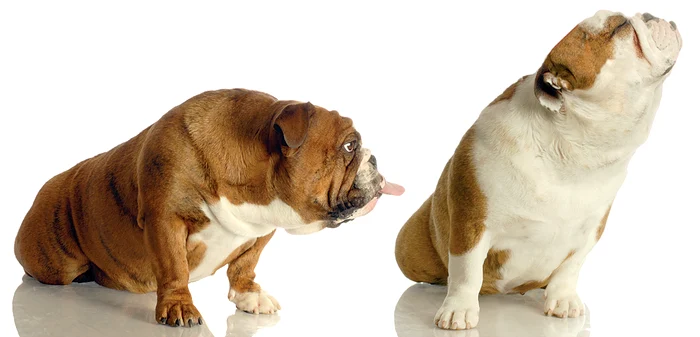 La femele, problemele sunt legate de viaţa reproductivă (fotografii: Shutterstock)