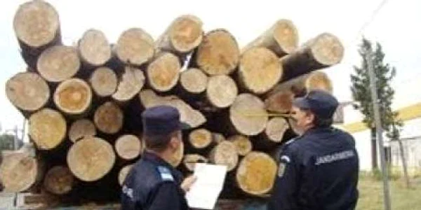 Câte cinci arbori au furat cei doi sălăjeni. Foto: Arhivă