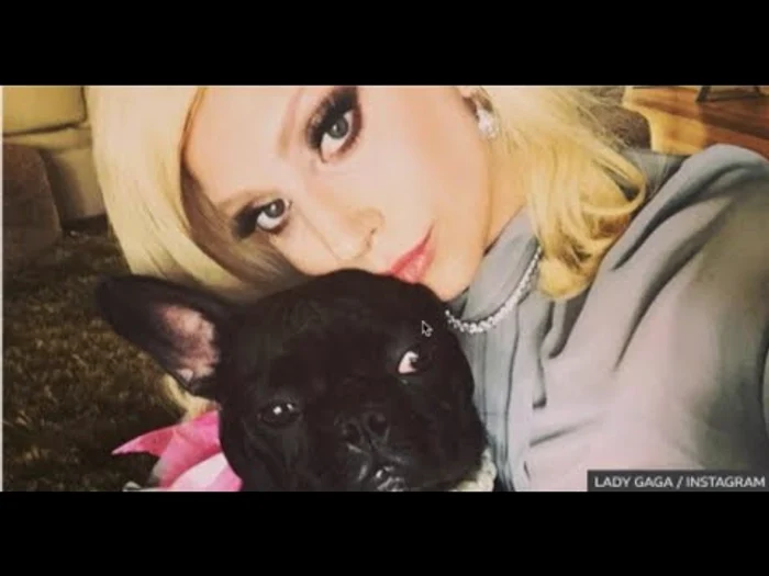 Câinii lui Lady Gaga au fost furațiFoto Instagram