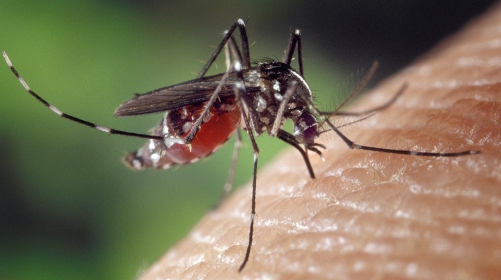 Veste proastă: țânţarul comun prezent în Europa a devenit rezistent la insecticide. Ce ne așteaptă