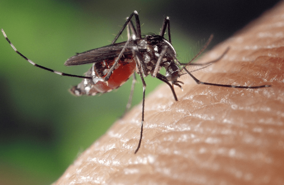 Plante de leac pentru înțepăturile de insecte. Leușteanul, pătlagina și usturoiul, folosite de sute de ani