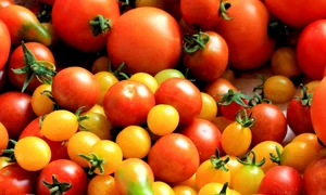 1 tomatoes tomato harvest healthy food 162830 jpg jpeg