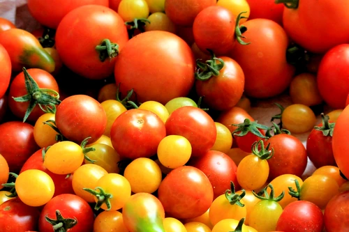 1 tomatoes tomato harvest healthy food 162830 jpg jpeg