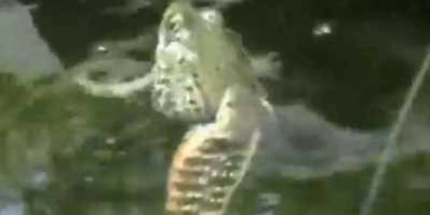 Şarpele de apă se hrăneşte cu broscuţe şi alte mici vietăţi pe care le găseşte în mediul acvatic