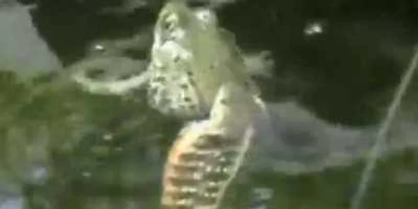 Şarpele de apă se hrăneşte cu broscuţe şi alte mici vietăţi pe care le găseşte în mediul acvatic