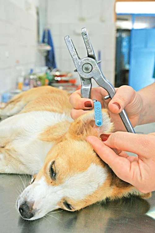 
    Câinii trebuie  microcipaţi şi  înregistraţi într-o  bază de date   