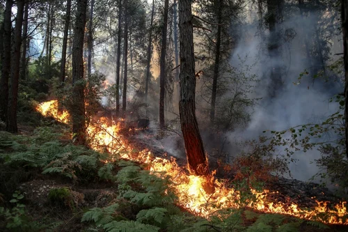 turcia afectată de incendii. FOTO EPA-EFE