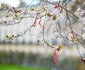 3 pom inflorit martiso rshutterstock 354899999 jpg jpeg