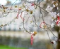 3 pom inflorit martiso rshutterstock 354899999 jpg jpeg