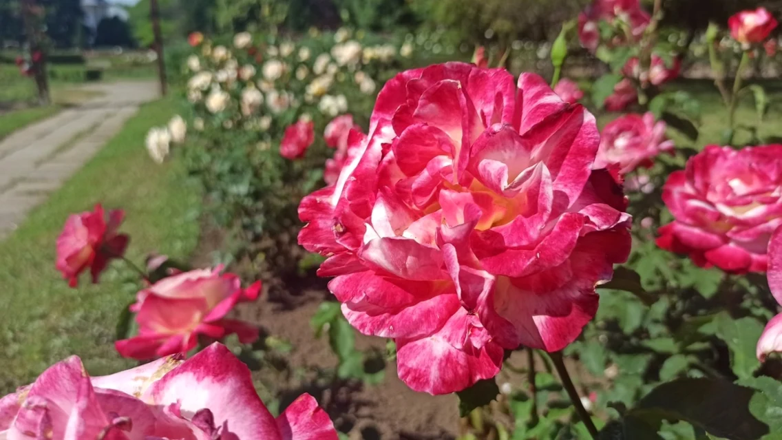 rosarium