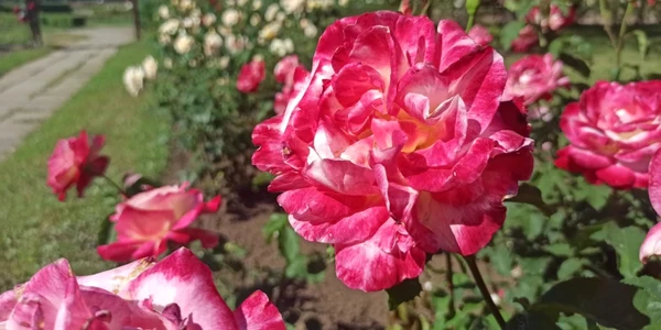 rosarium