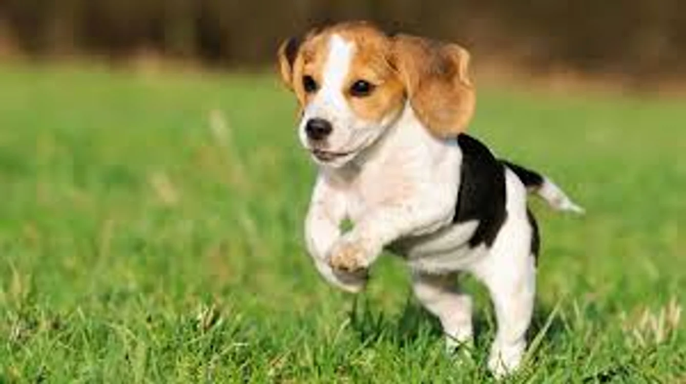 beagle jpg jpeg