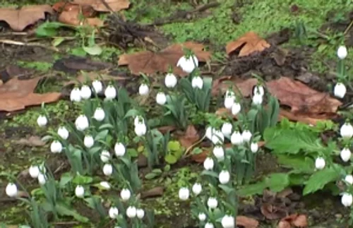 Ghocei înfloriţi la Reşiţa