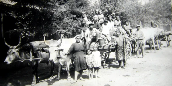 Tarani