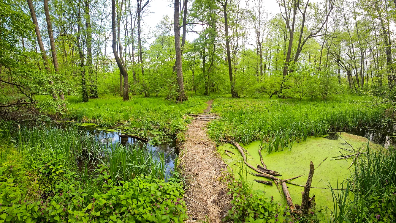 Pădurea Balotești și râul Vlăsia, parte din viitoarea Centură Verde București-Ilfov  FOTO Alex Găvan