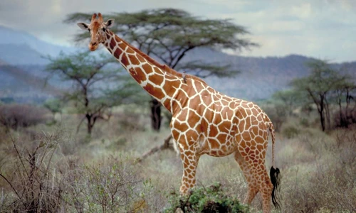 1 73774 original jpg jpeg