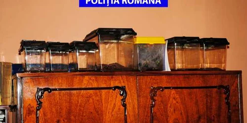 Tânărul se pretindea medic specilaist în medicină complementară