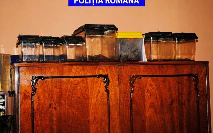 Tânărul se pretindea medic specilaist în medicină complementară