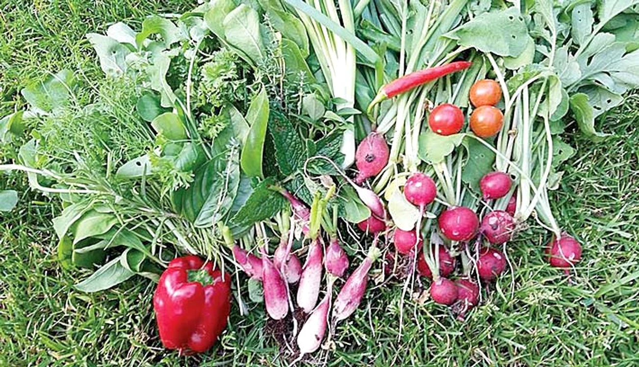 Cei doi soţi se mândresc  cu recolta lor: ridichi, ceapă,  ardei iute şi ardei gras 