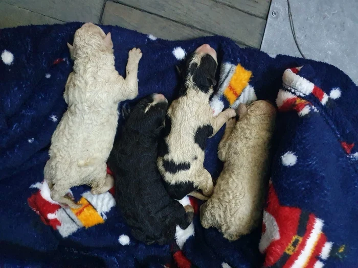 Patru pui de câine aruncaţi într-un tomberon în Ighişul Nou - Sibiu, salvaţi de poliţiştii de la Protecţia Animalelor; Foto imagini amator