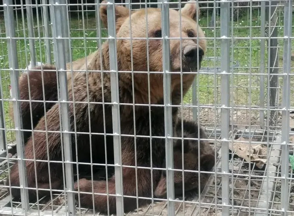 Ursoaica rănită este îngrijită în prezent în sanctuarul de la Zărnești FOTO AMP Libearty