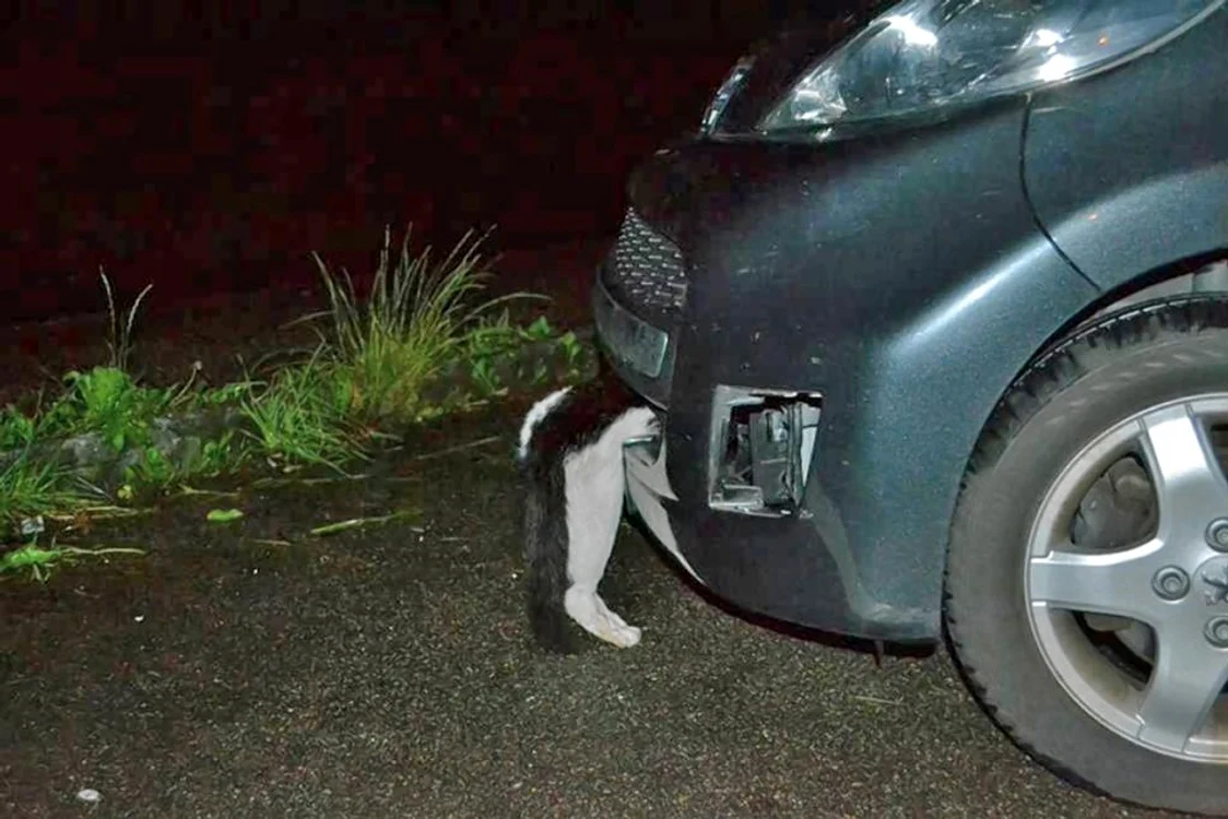 Pisica a supravieţuit în mod miraculos