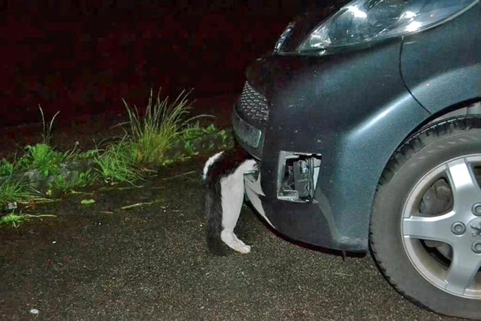 Pisica a supravieţuit în mod miraculos