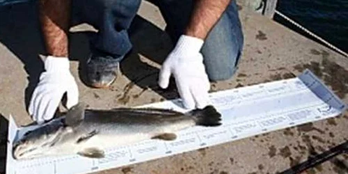 Neamţ: Braconieri prinşi pe malul Siretului