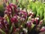 8 planta carniv s shutterstock 1863770701 jpg jpeg