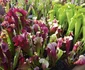 8 planta carniv s shutterstock 1863770701 jpg jpeg