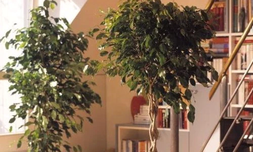 1 61404 original jpg jpeg