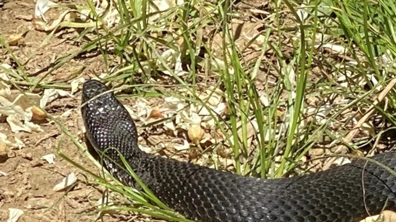 Este o specie protejată FOTO Glasul Aradului 