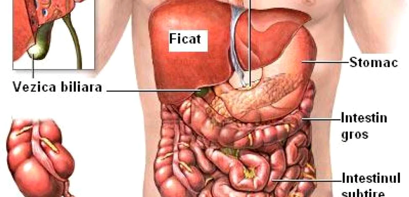 Ficatul are un rol important în detoxifiere, în curăţarea sângelui FOTO safiisanatos.ro