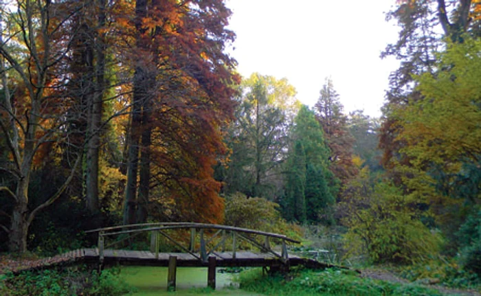 Arboretumul Simeria este locul perfect pentru o plimbare printre rarităţi