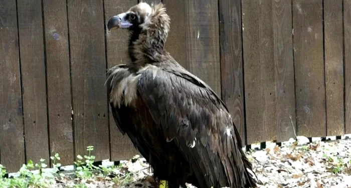 Vulturul negru se credea dispărut în România / foto: acdb.ro