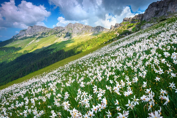 Frumoasele narcise din Munții Rodnei, la peste 1.400 de metri. FOTO: Shutterstock