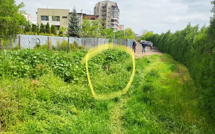Căprioara a fost capturată, iar acum este în siguranță