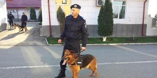 caini de serviciu la jandarmeria mehedinti FOTO Corina Macavei